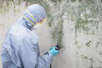 Mold Removal Services Wellington FL image 1